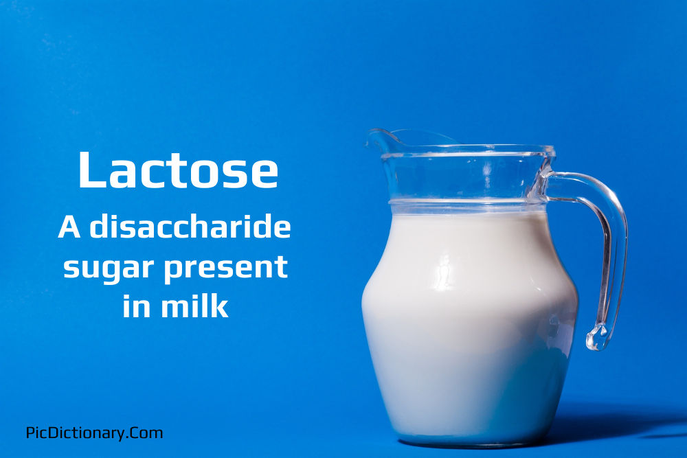 Dictionary meaning of Lactose