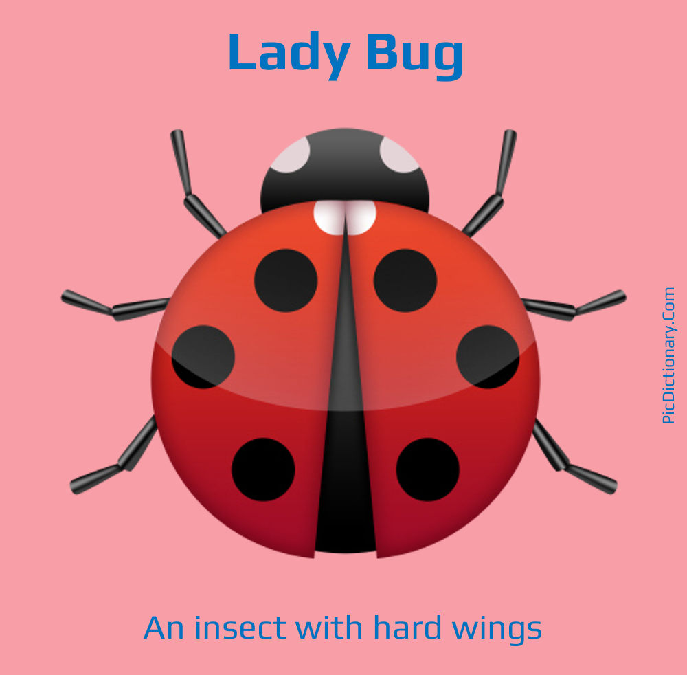 Dictionary meaning of Lady Bug