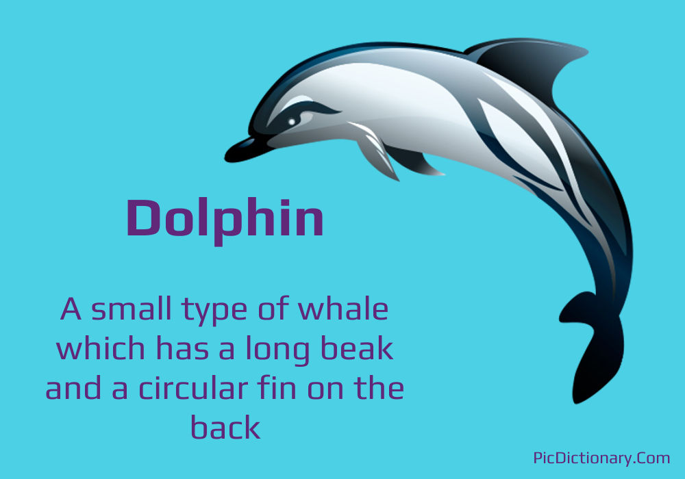 Dictionary meaning of Dolphin