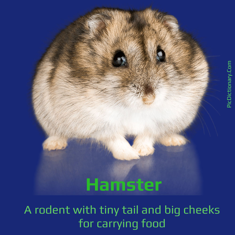 Dictionary meaning of Hamster