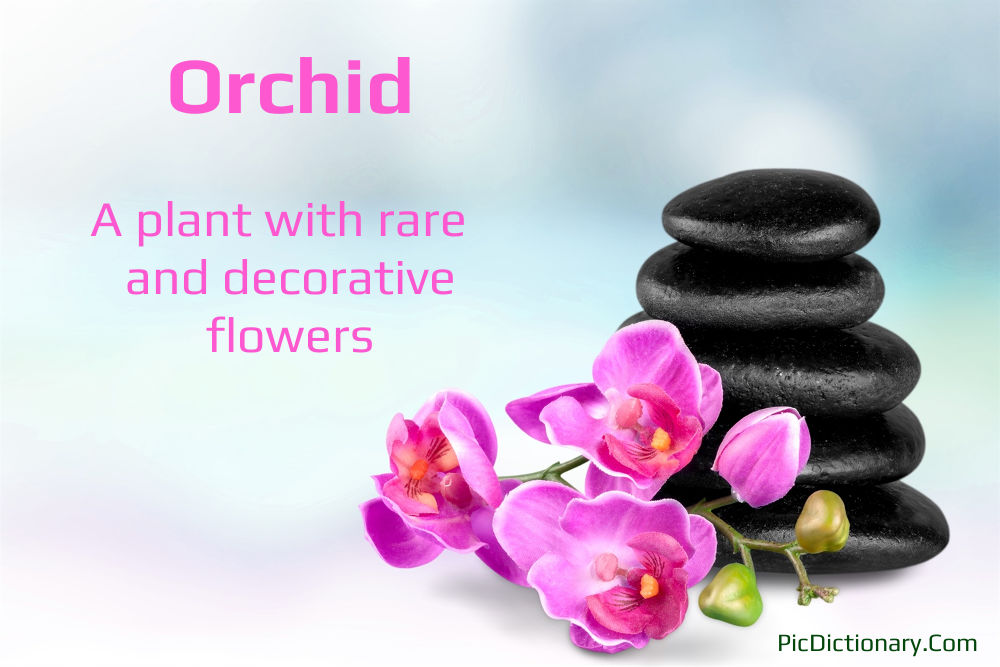Dictionary meaning of Orchid