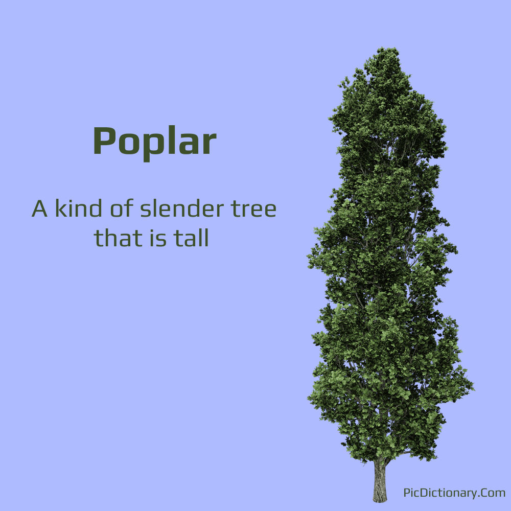 Dictionary meaning of Poplar
